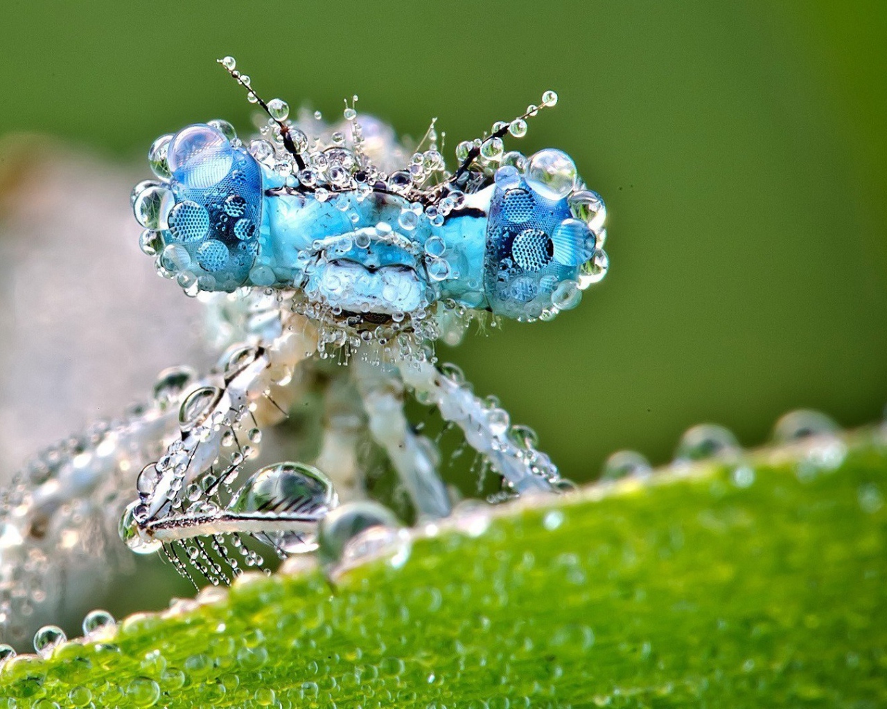 Насекомое покрыто каплями воды