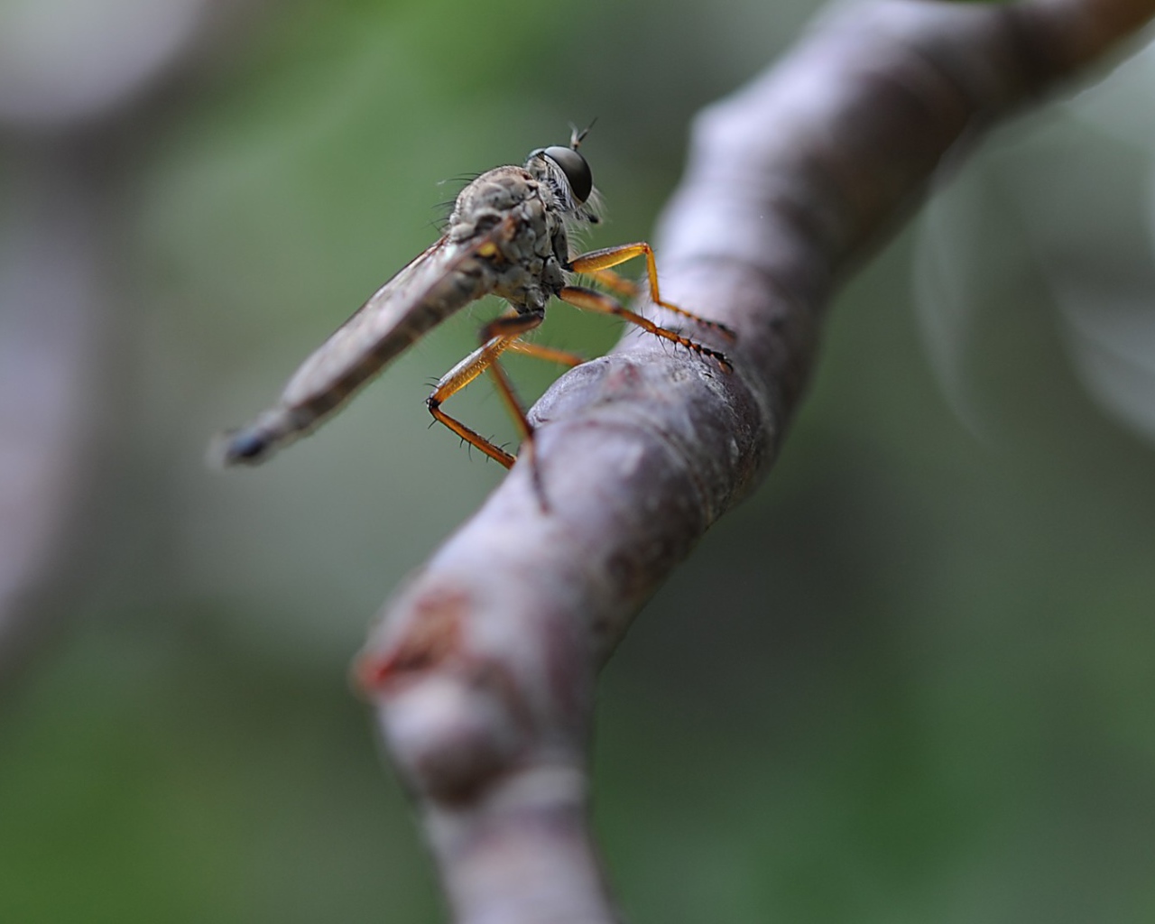 Насекомое сидит на ветке