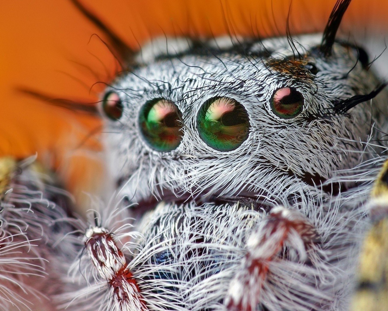 Так выглядит паук