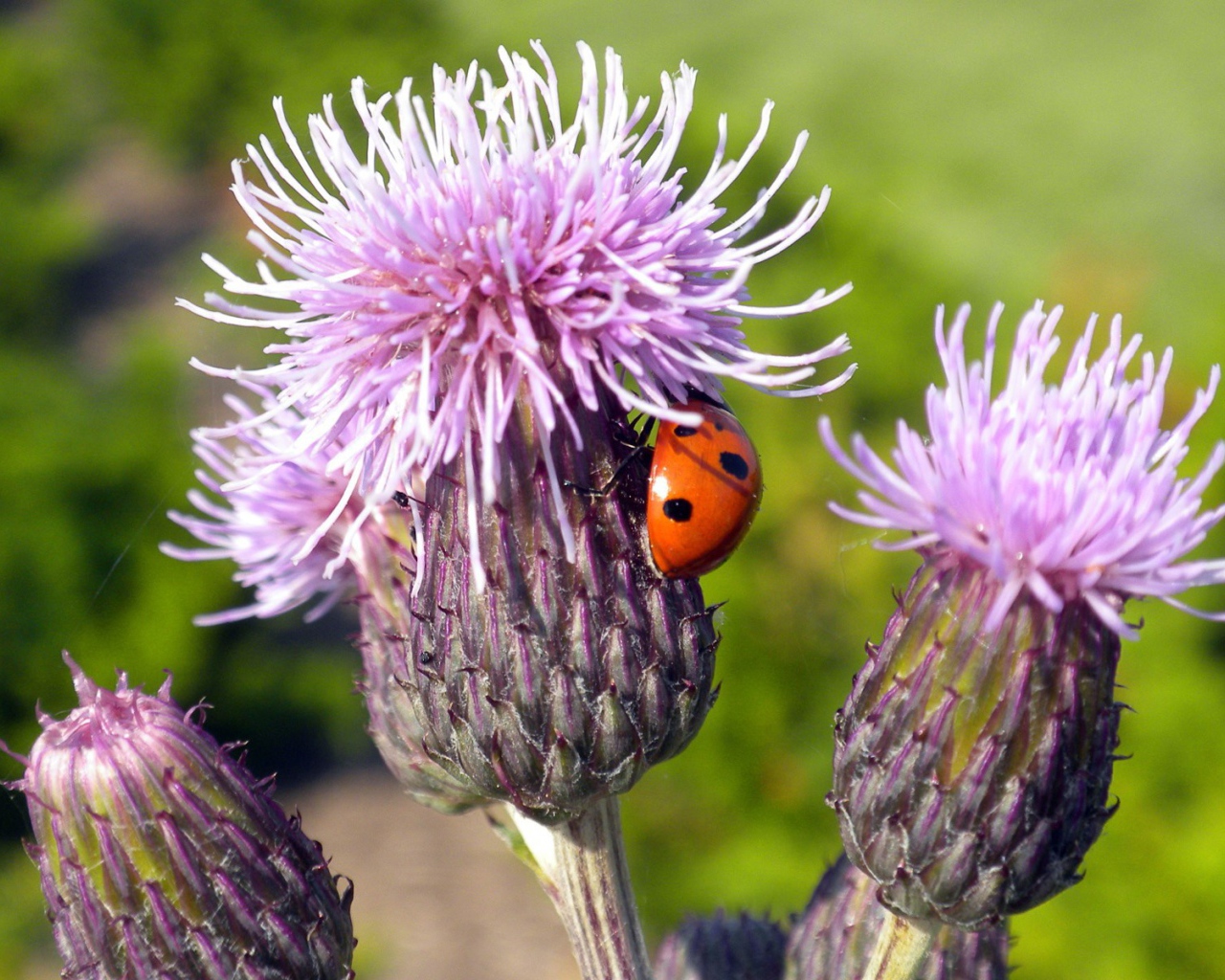 Божья коровка на цветке сорняка