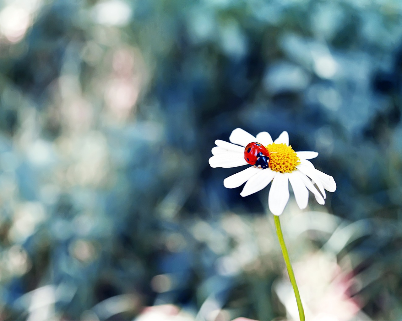 Божья коровка в сердцевине ромашки