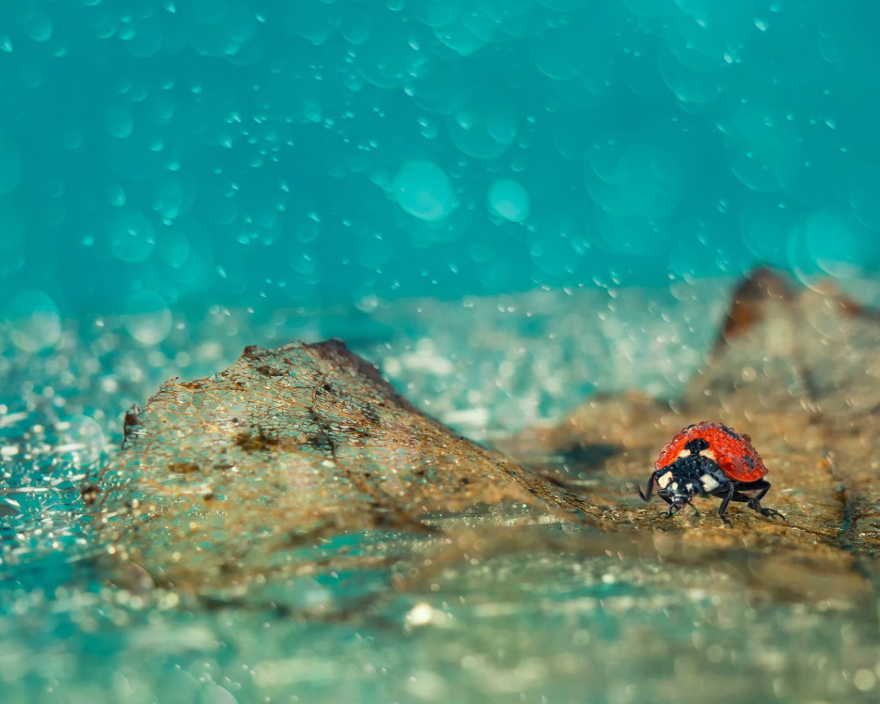 Божья коровка под дождем