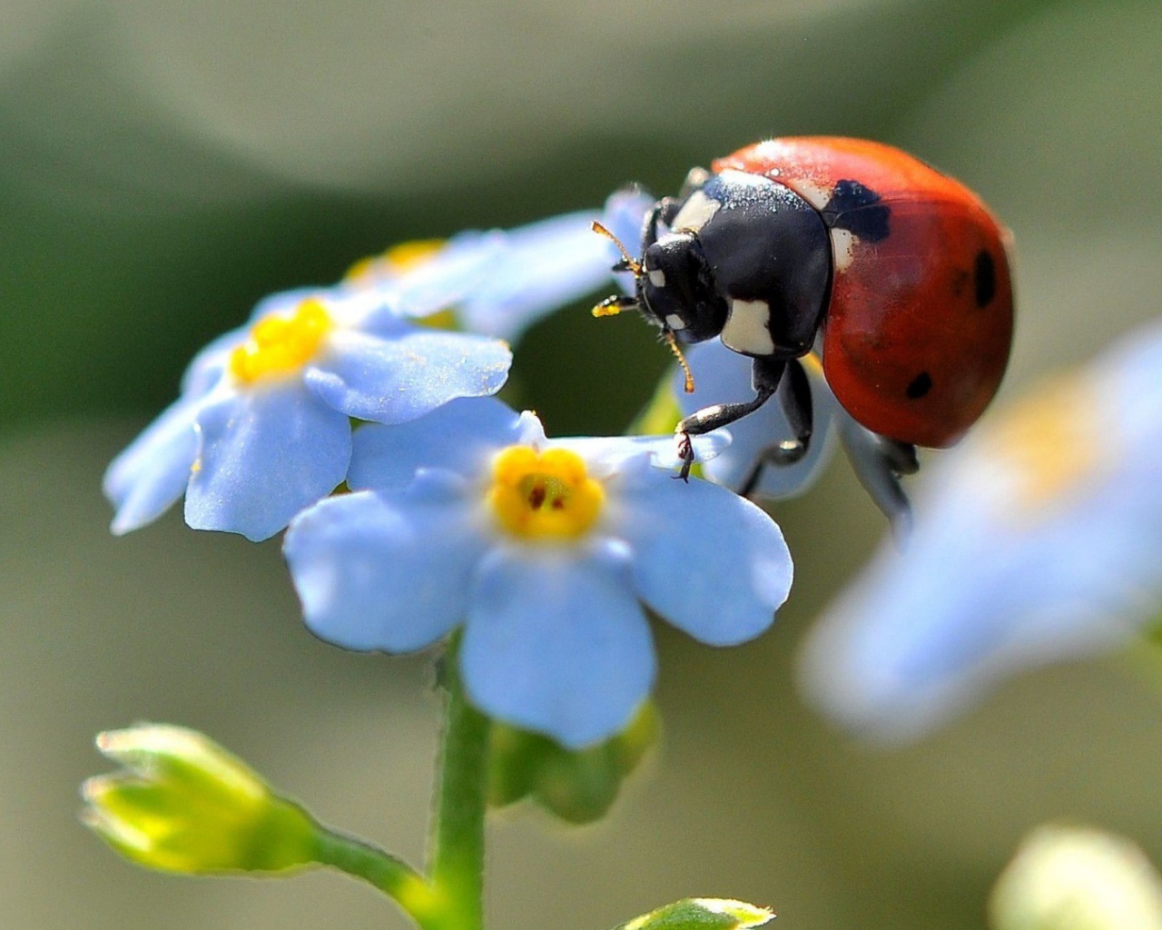 Божья коровка на цветах незабудки