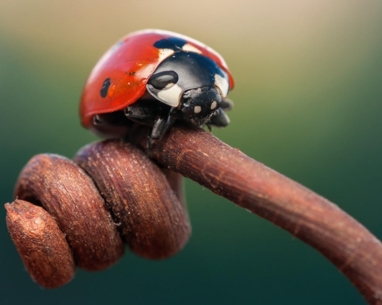 Божья коровка на засохшем ростке