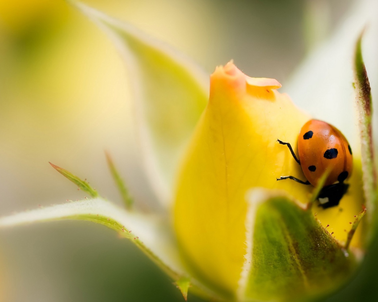 Божья коровка на бутоне желтой розы