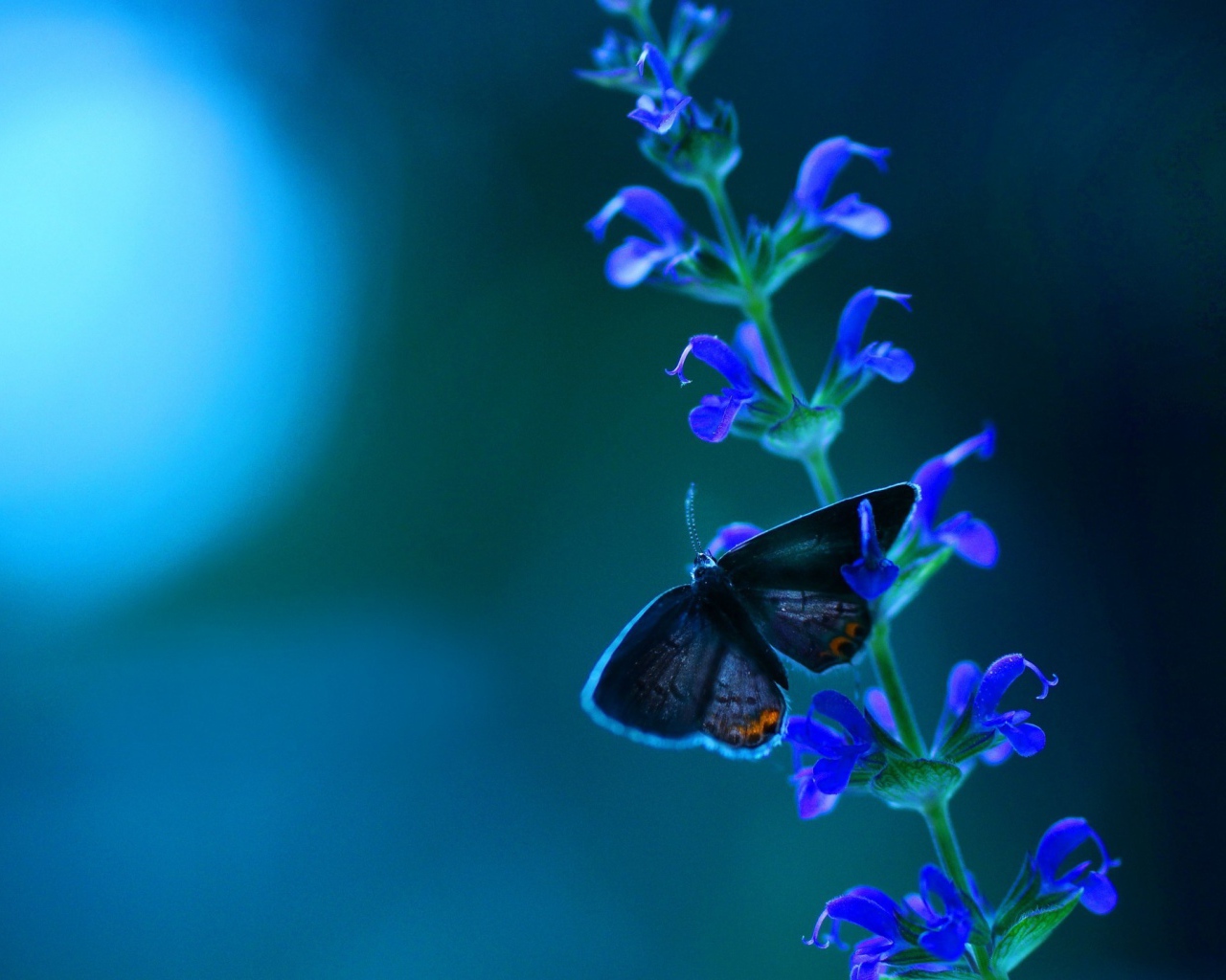 Маленькая бабочка на кисточке голубых цветов
