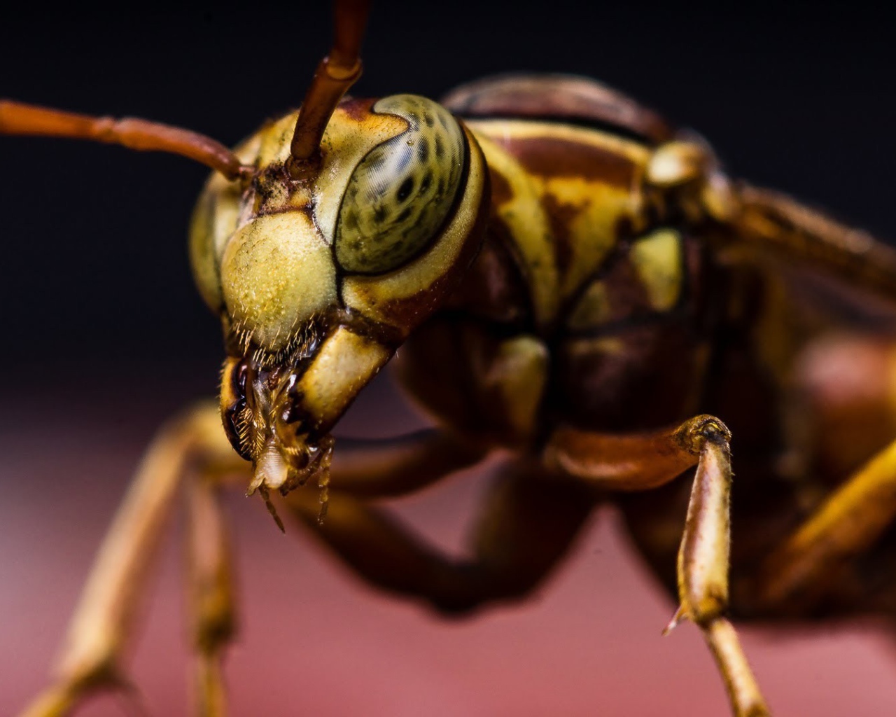 Макро фото насекомого