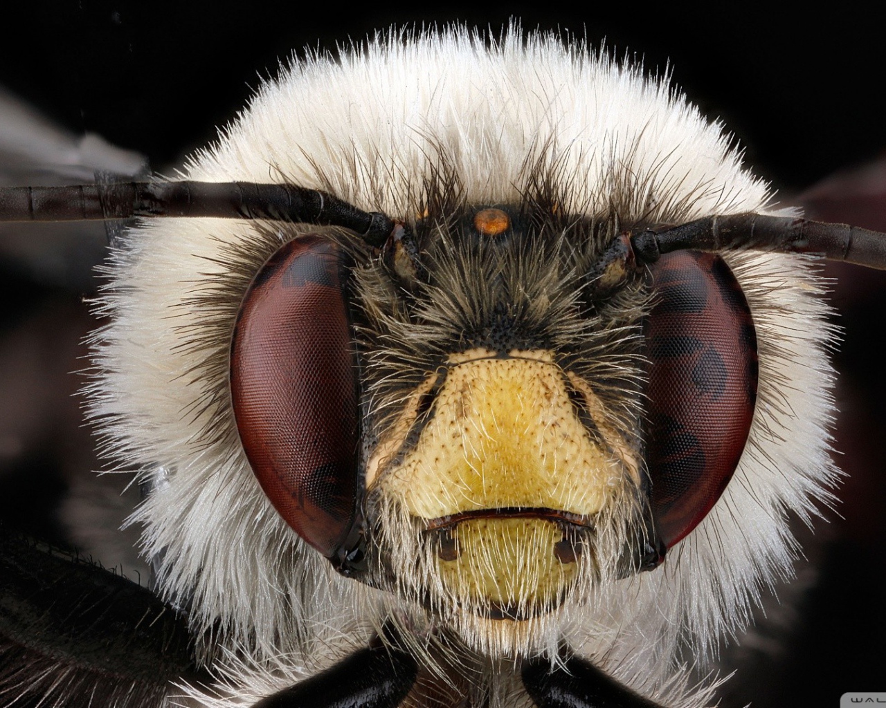 Макро фото головы насекомого