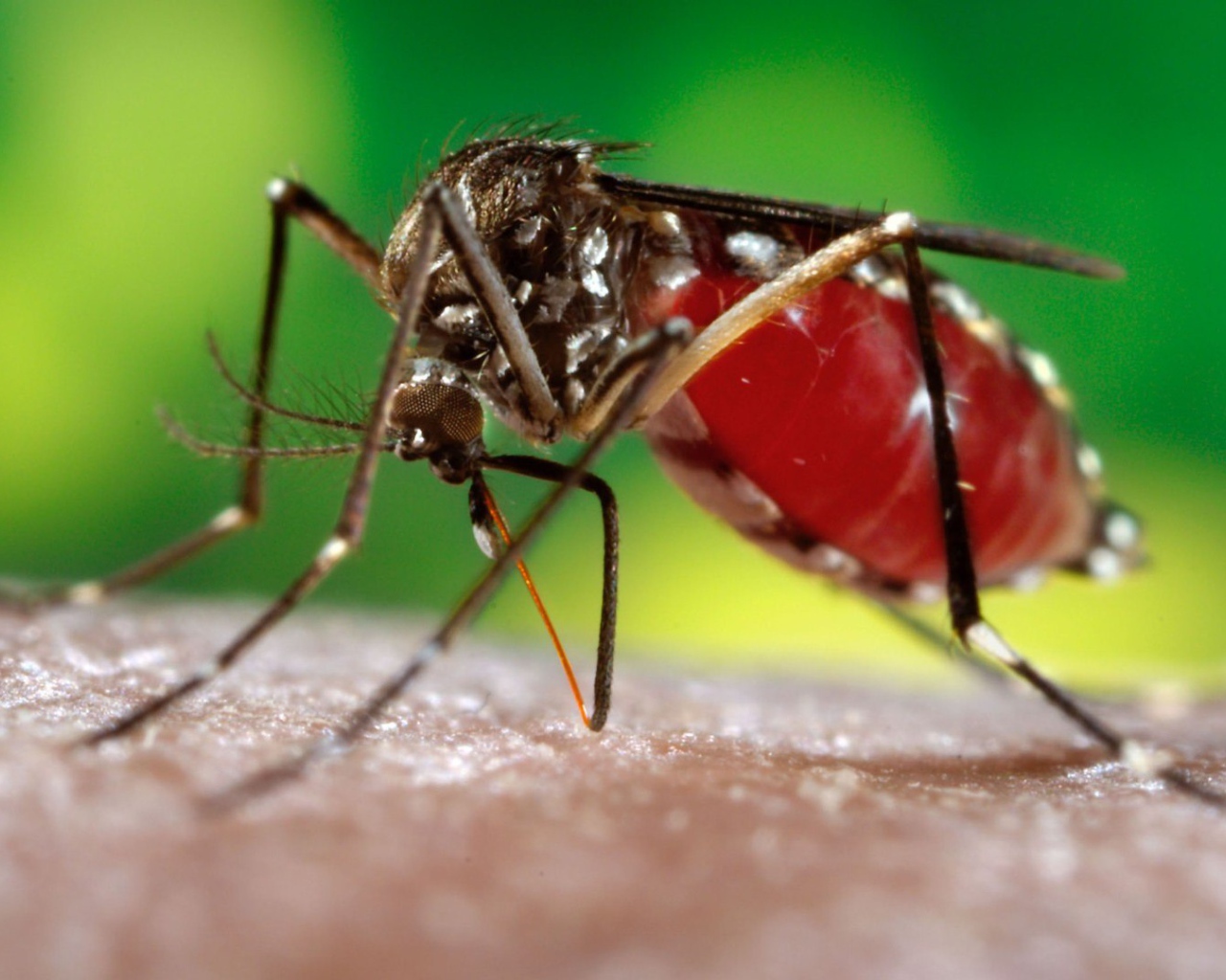 Комар сосет кровь