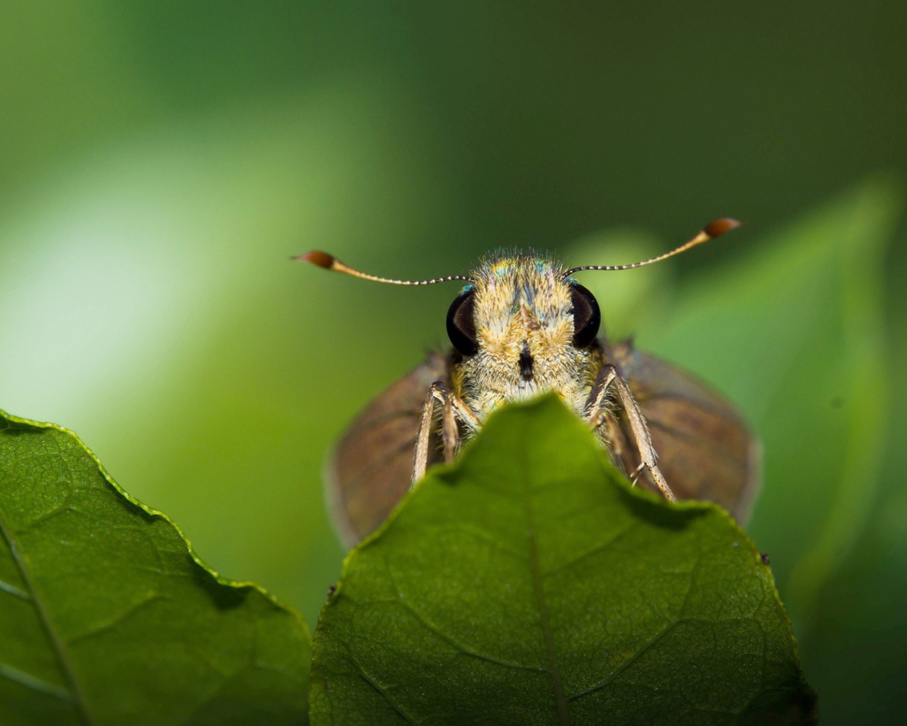 Моль спряталась за листом
