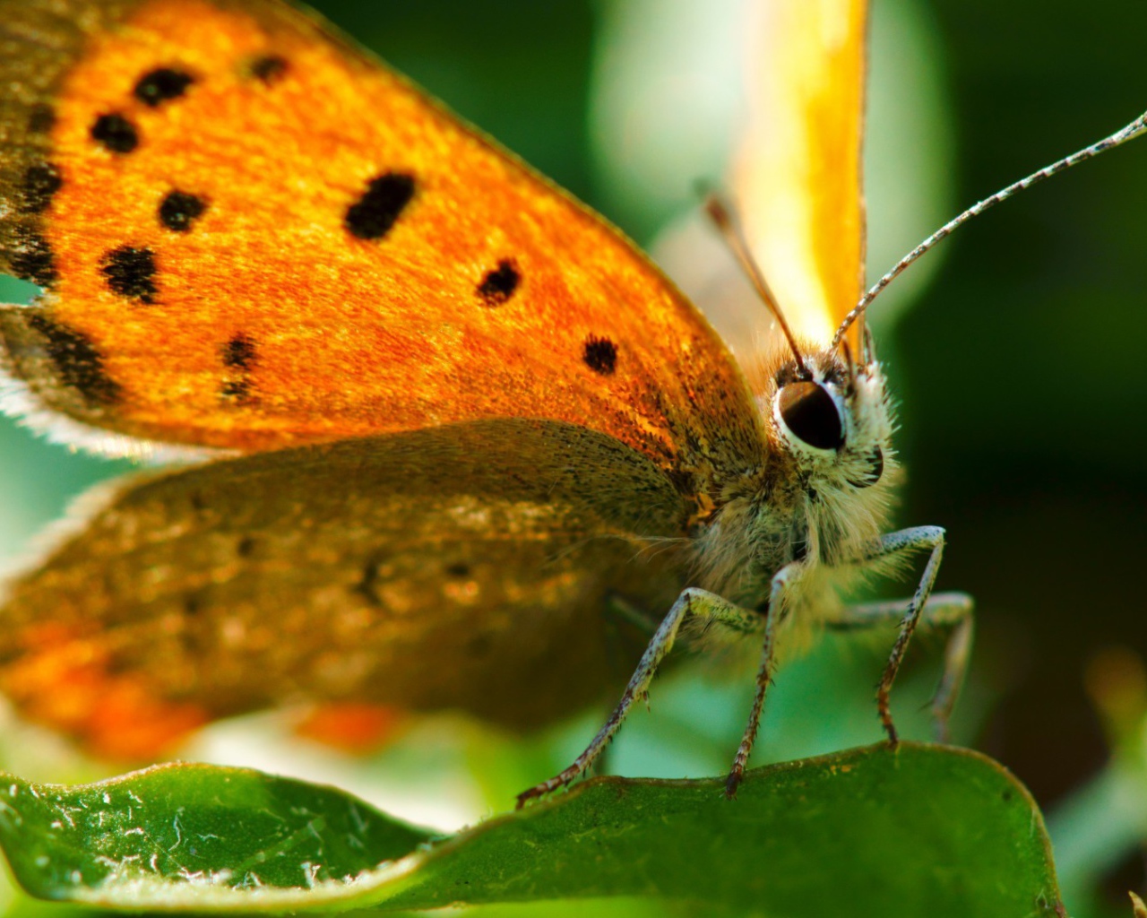 Оранжевая бабочка вблизи