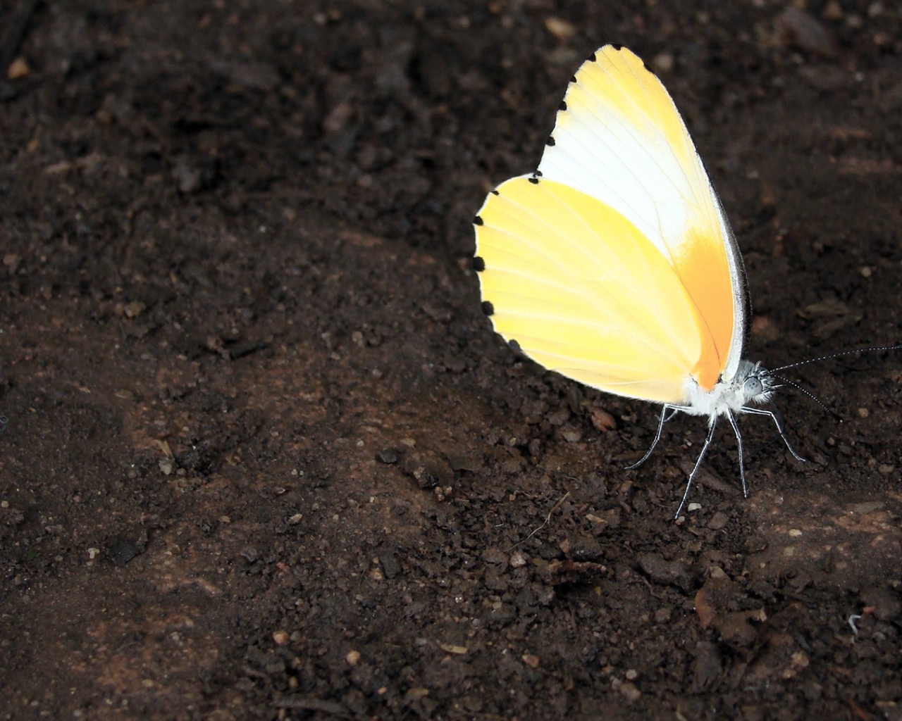 Оранжевая бабочка на земле