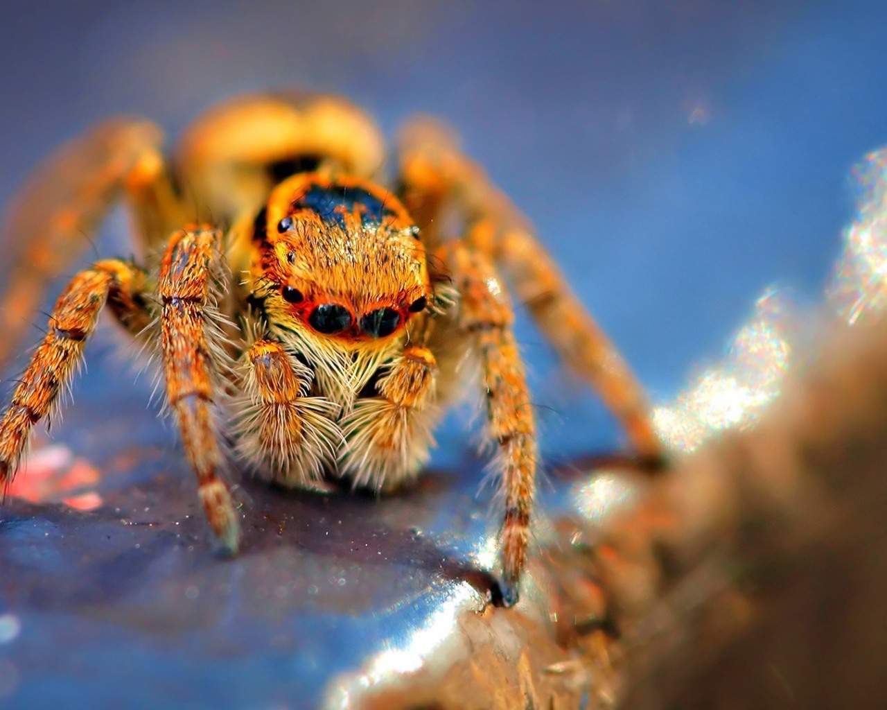 Оранжевый мохнатый паук