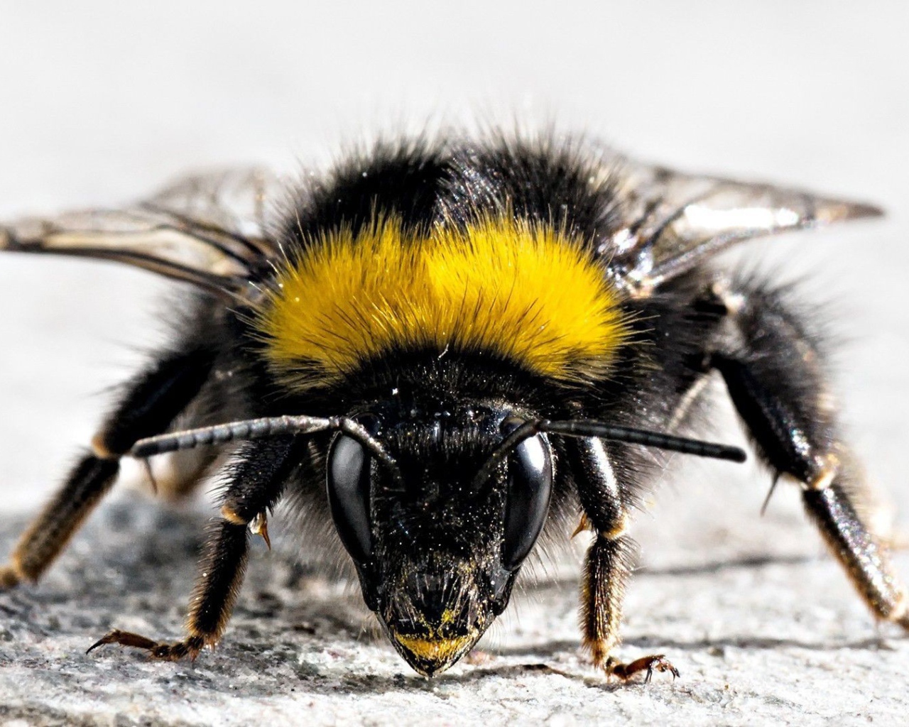 Фото мохнатого насекомого