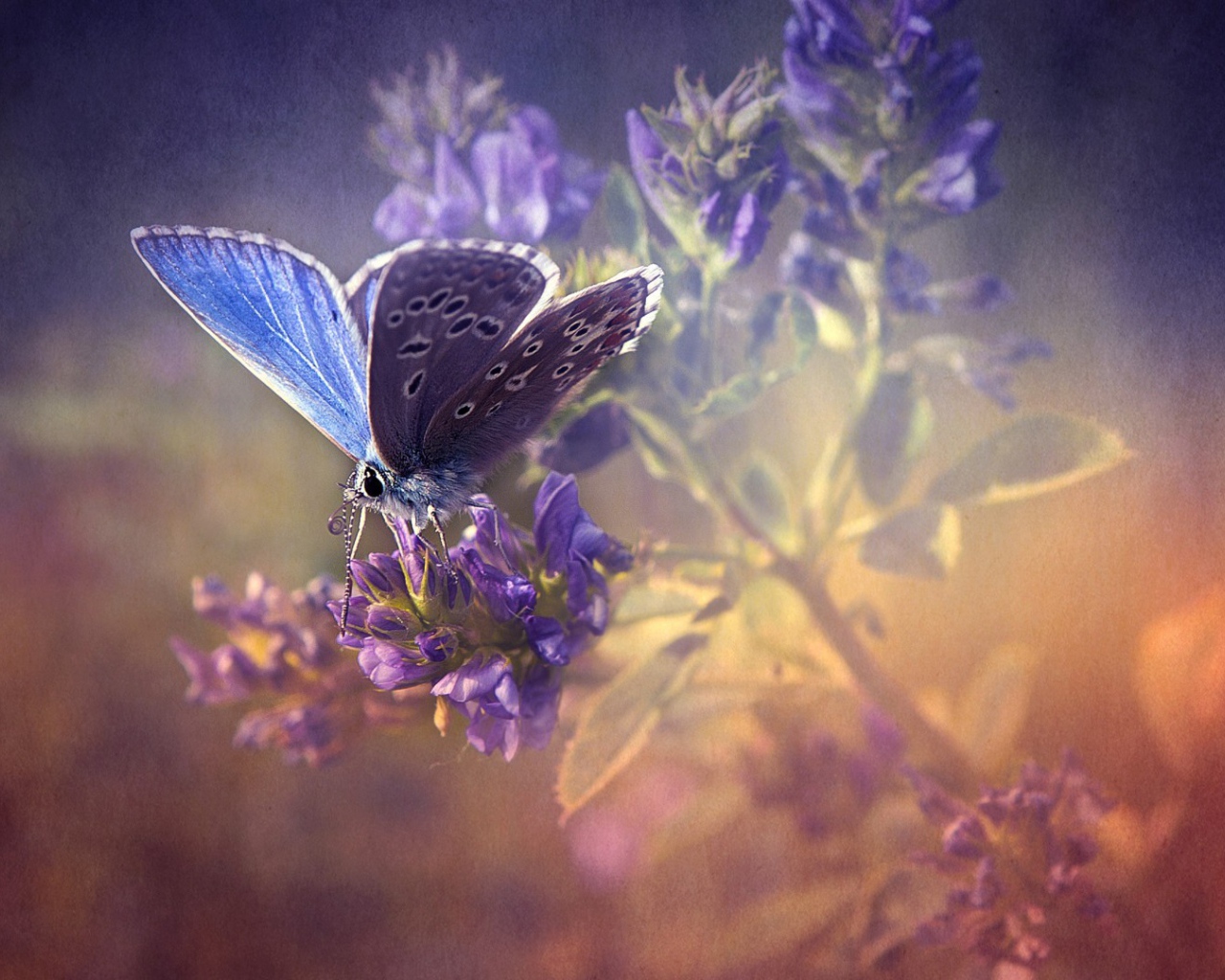 Сиреневая бабочка на лаванде