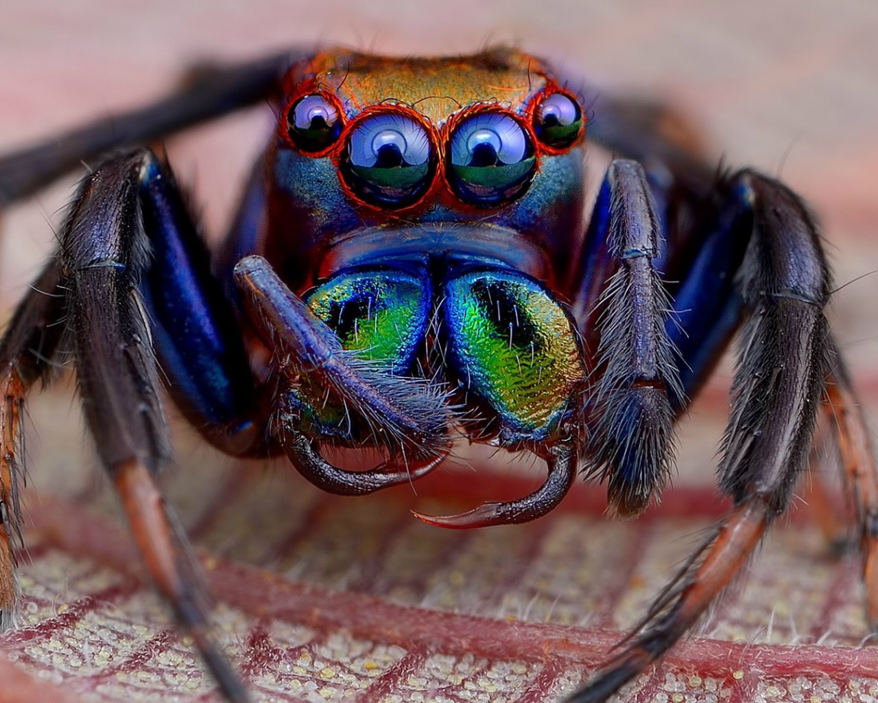 Радужный мохнатый паук
