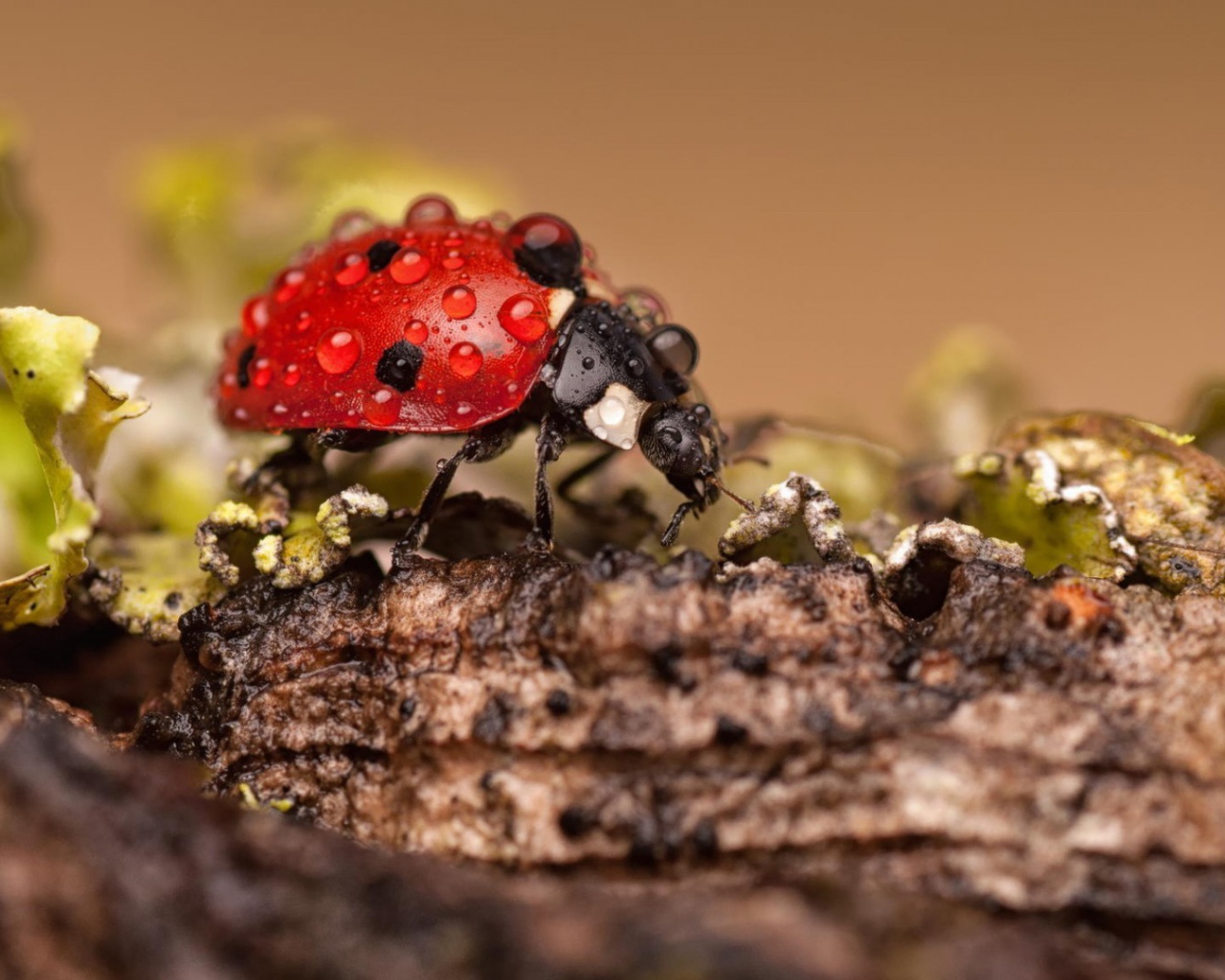 Красный жук покрыт росой