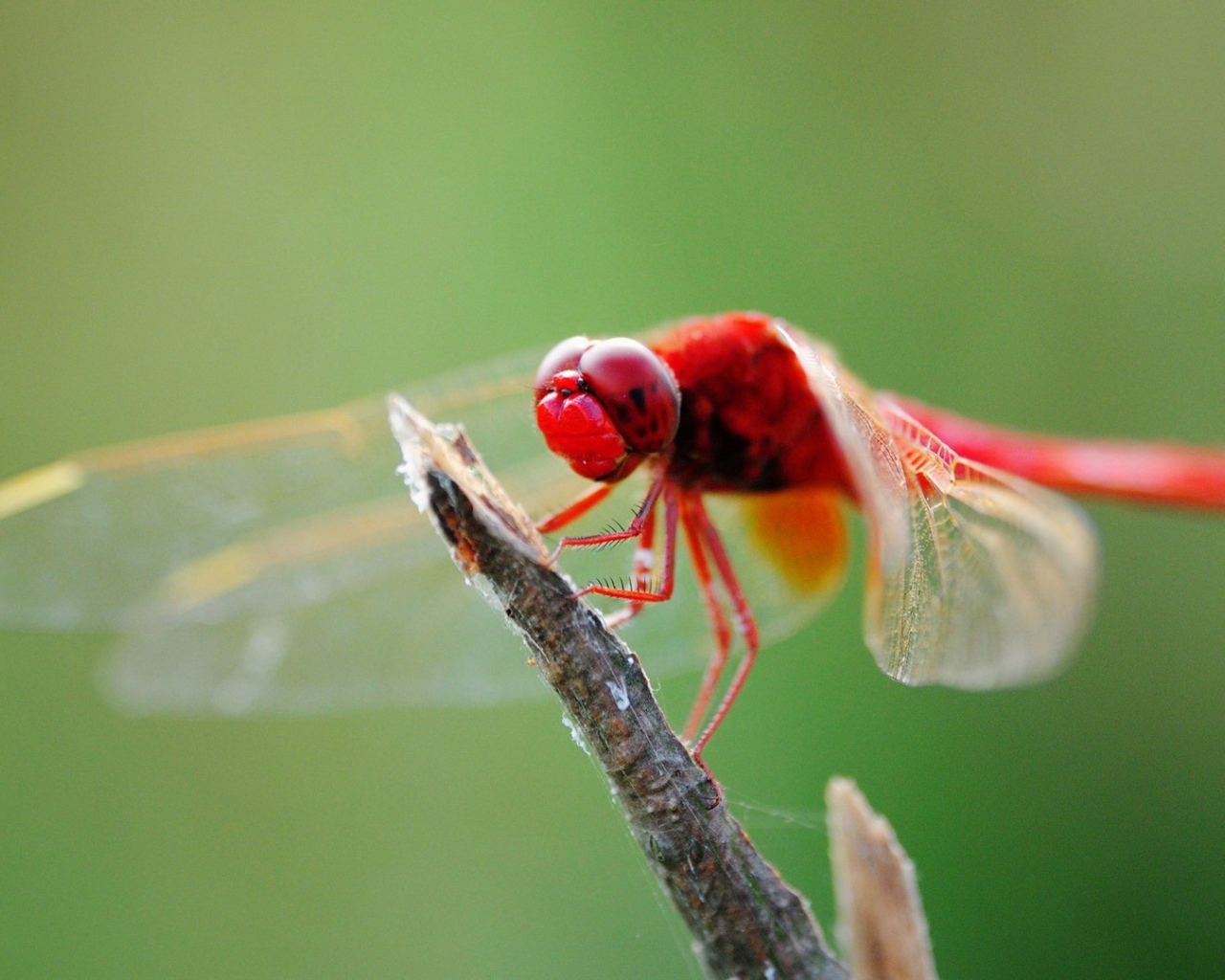 Красная стрекоза на ветке