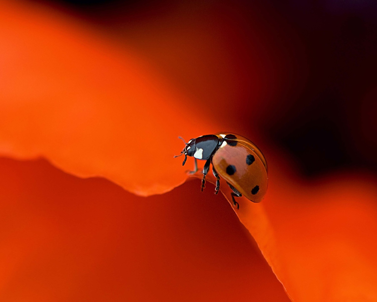 Красная божья коровка на оранжевом фоне