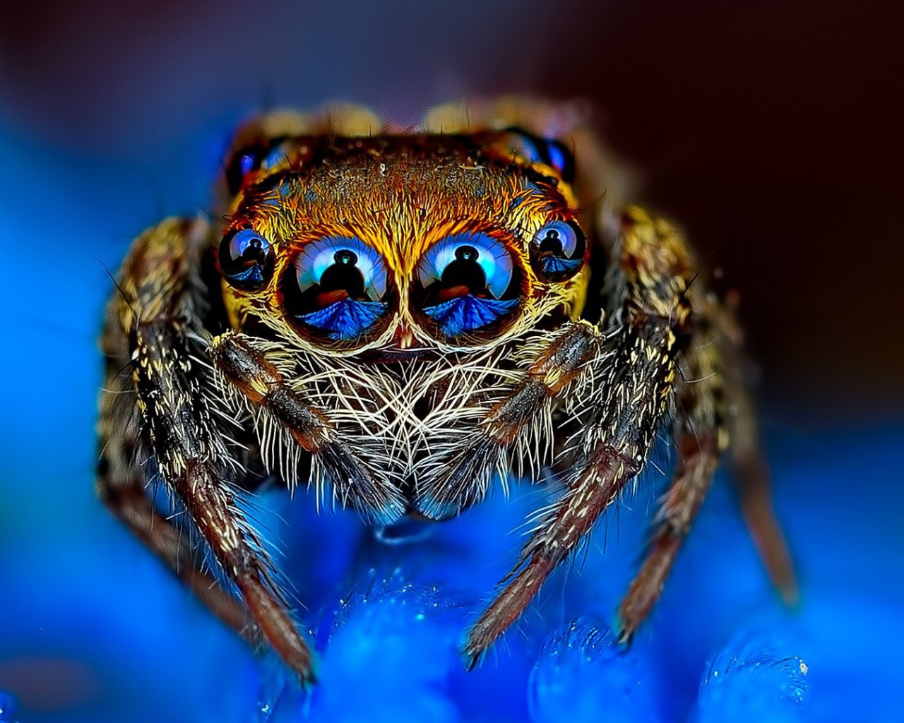 Отражение в глазах паука