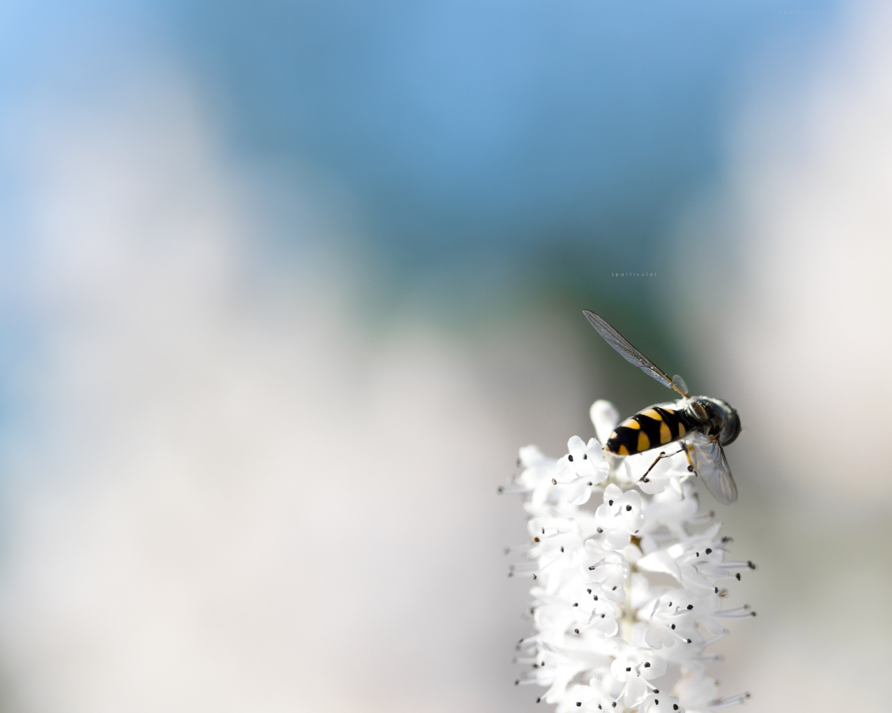 Небольшая пчела на кисточке белых цветов