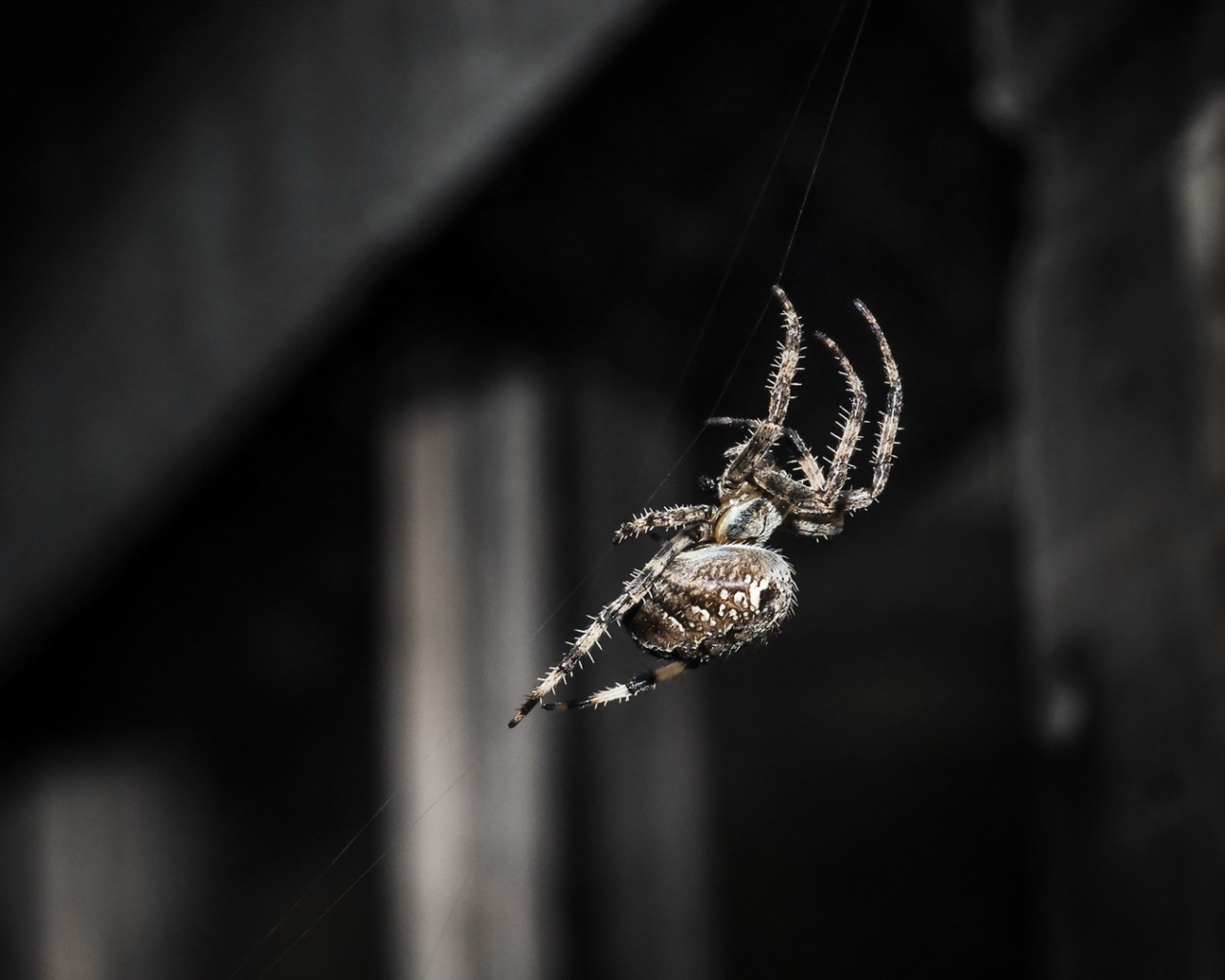 Паук ползет по своей паутине