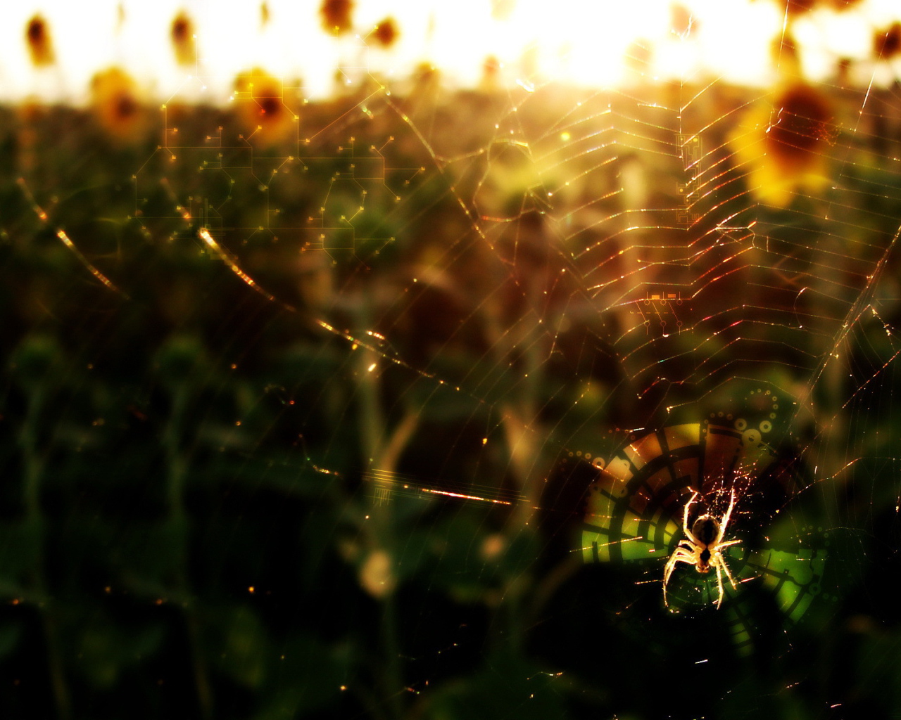 Паук в лучах солнца