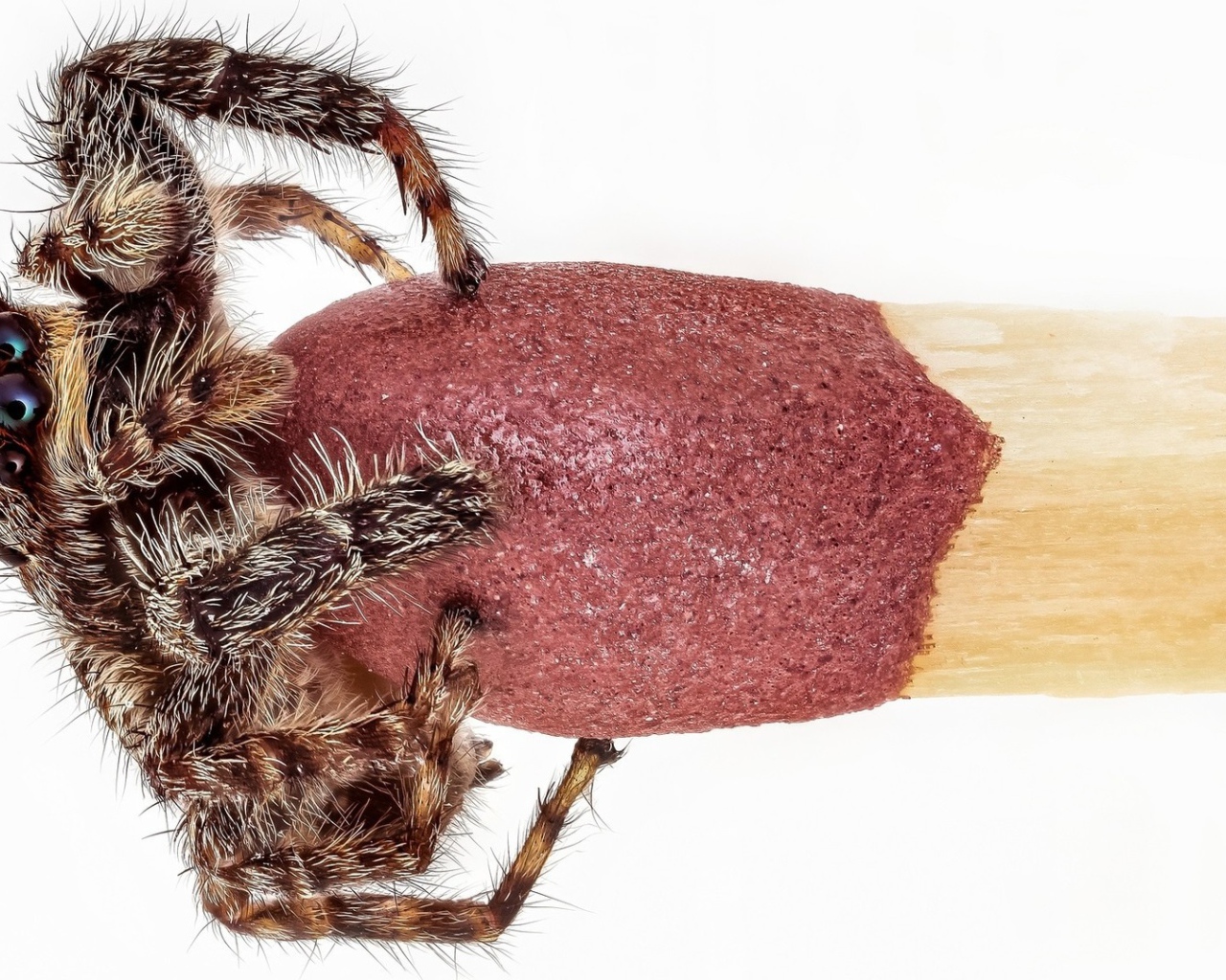 Паук на головке спички