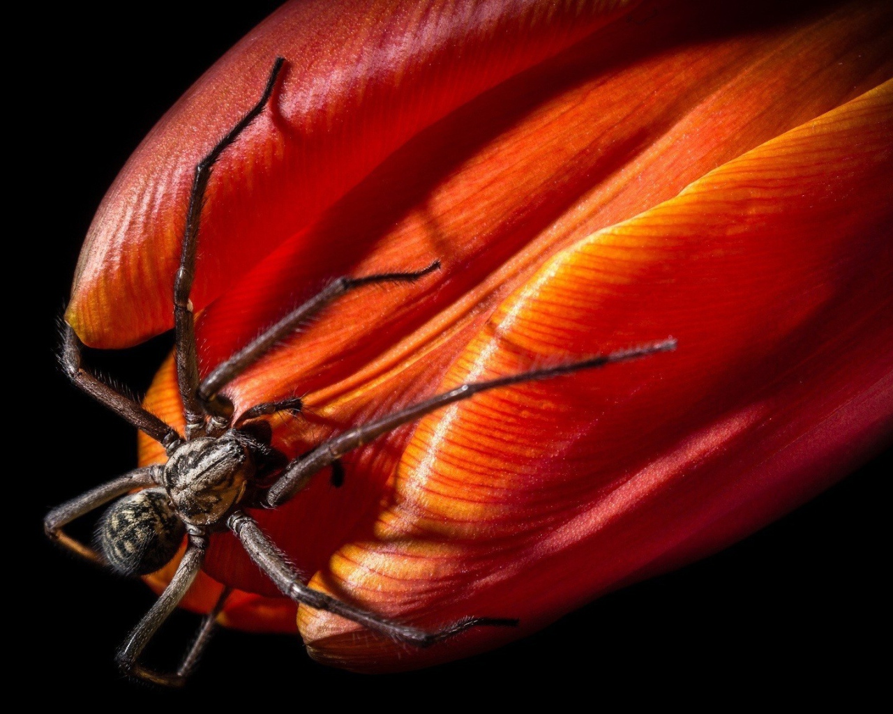 Паук на бутоне красного тюльпана