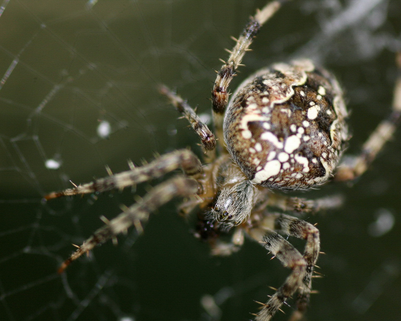 Паук на своей паутине