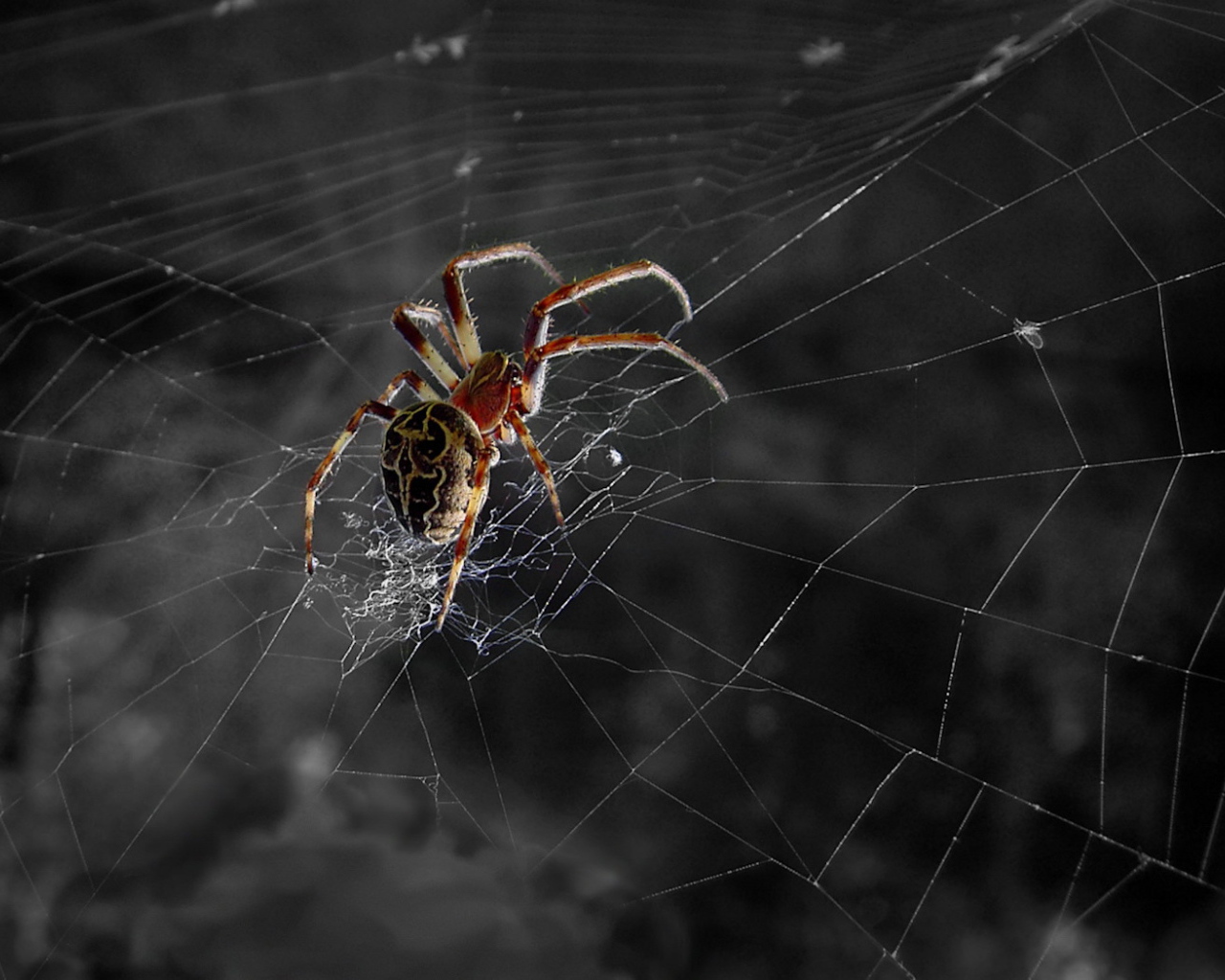 Паук ждет свою добычу