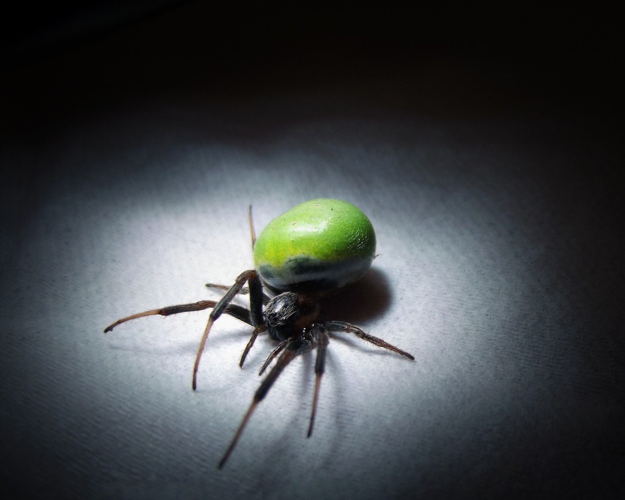 Паук с зеленым брюшком