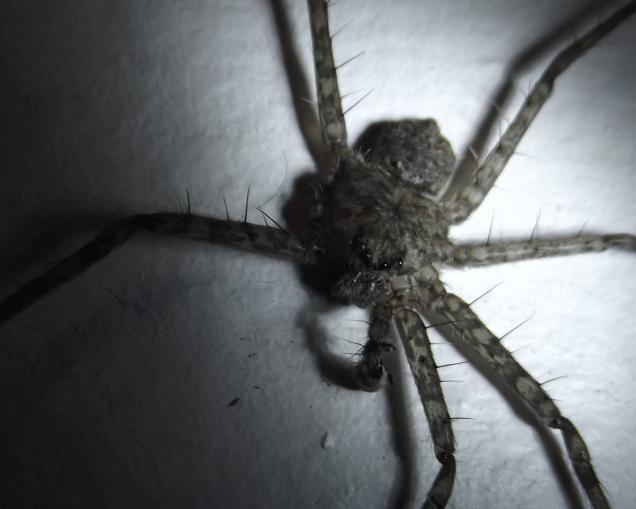 У паука не хватает лапок