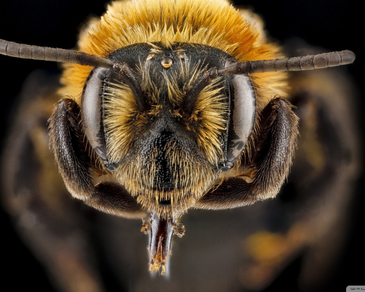 Ростки на голове насекомого