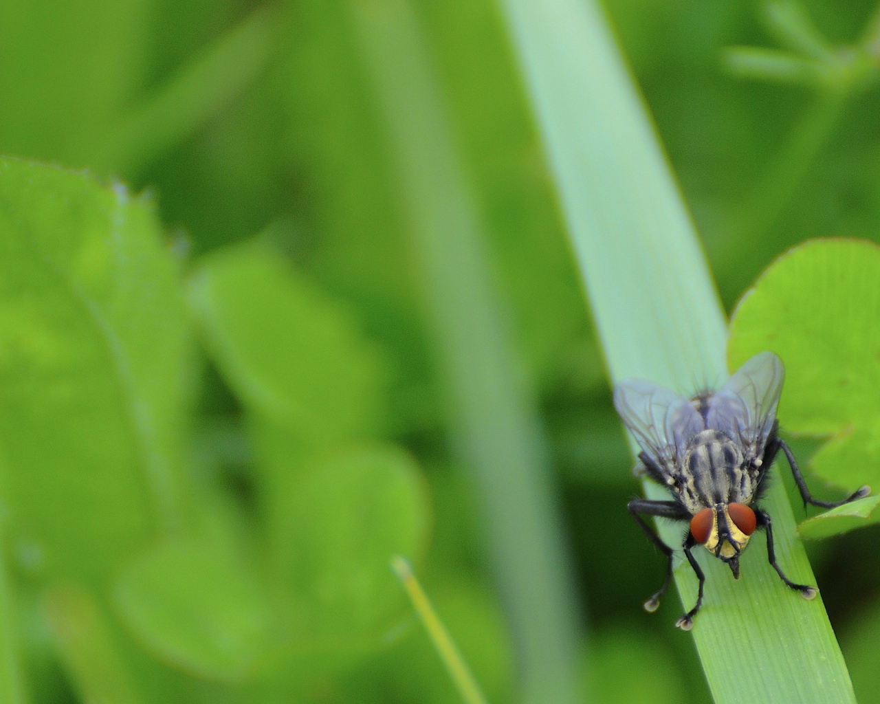 Муха сидит на травинке