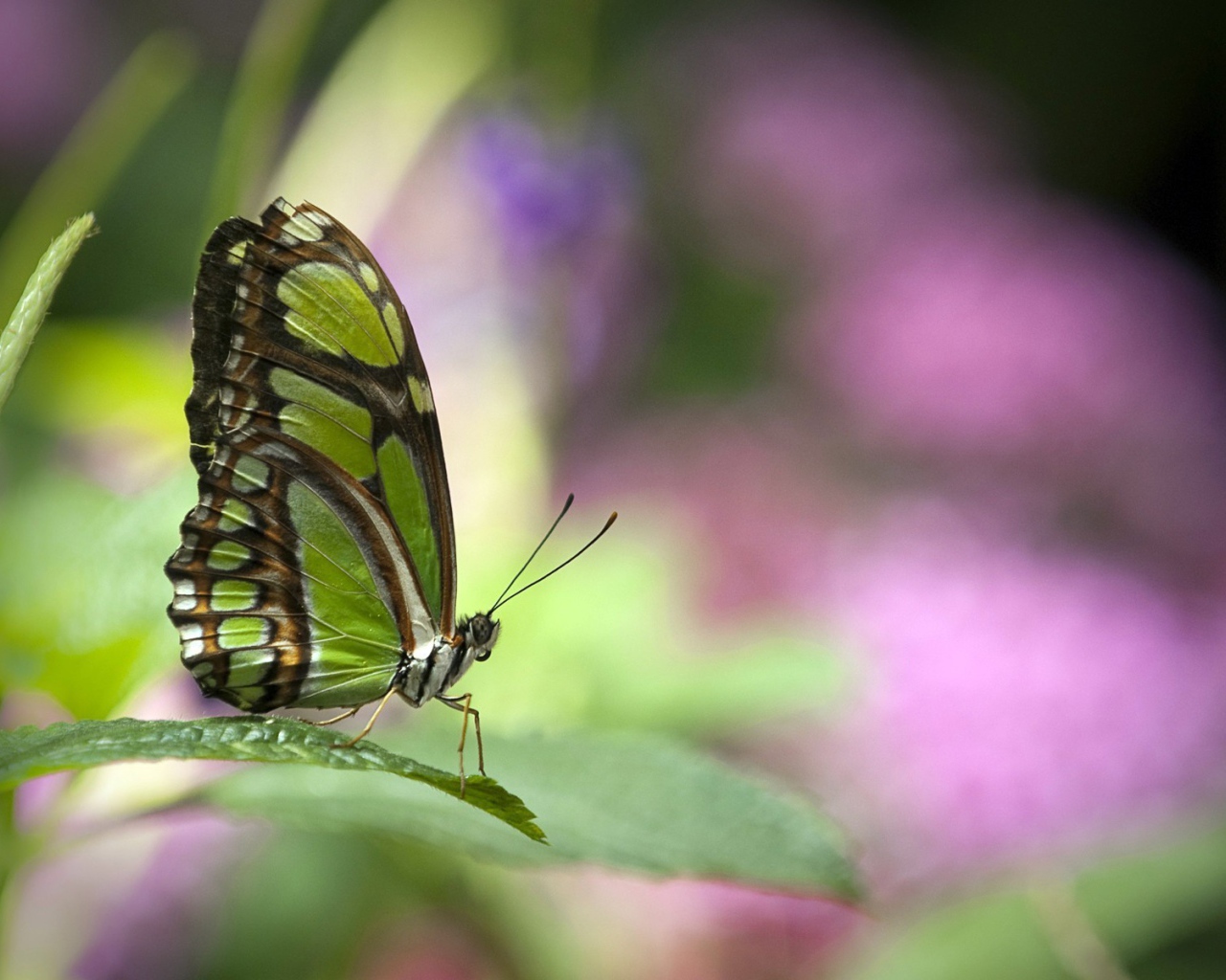 Зеленая бабочка на травинке
