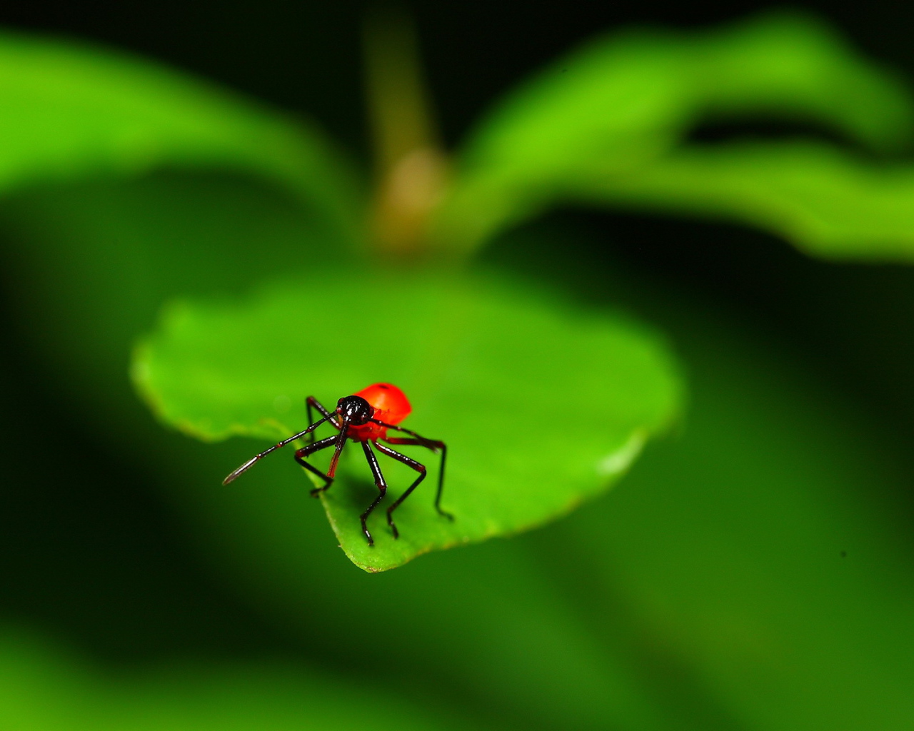 Букашка на листке