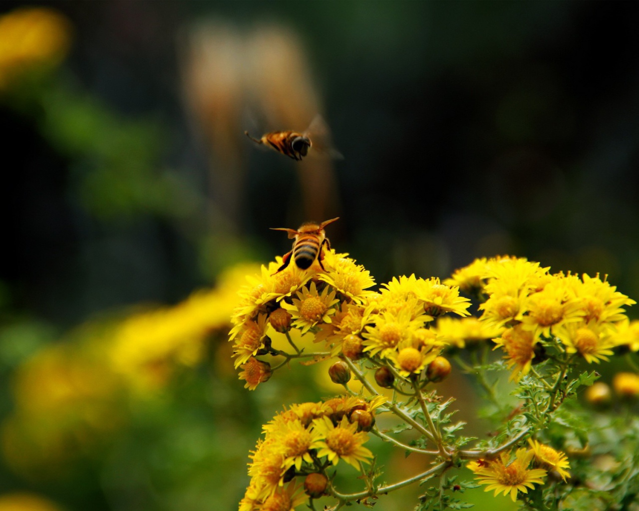 Две пчелы на кисточке желтого цветка