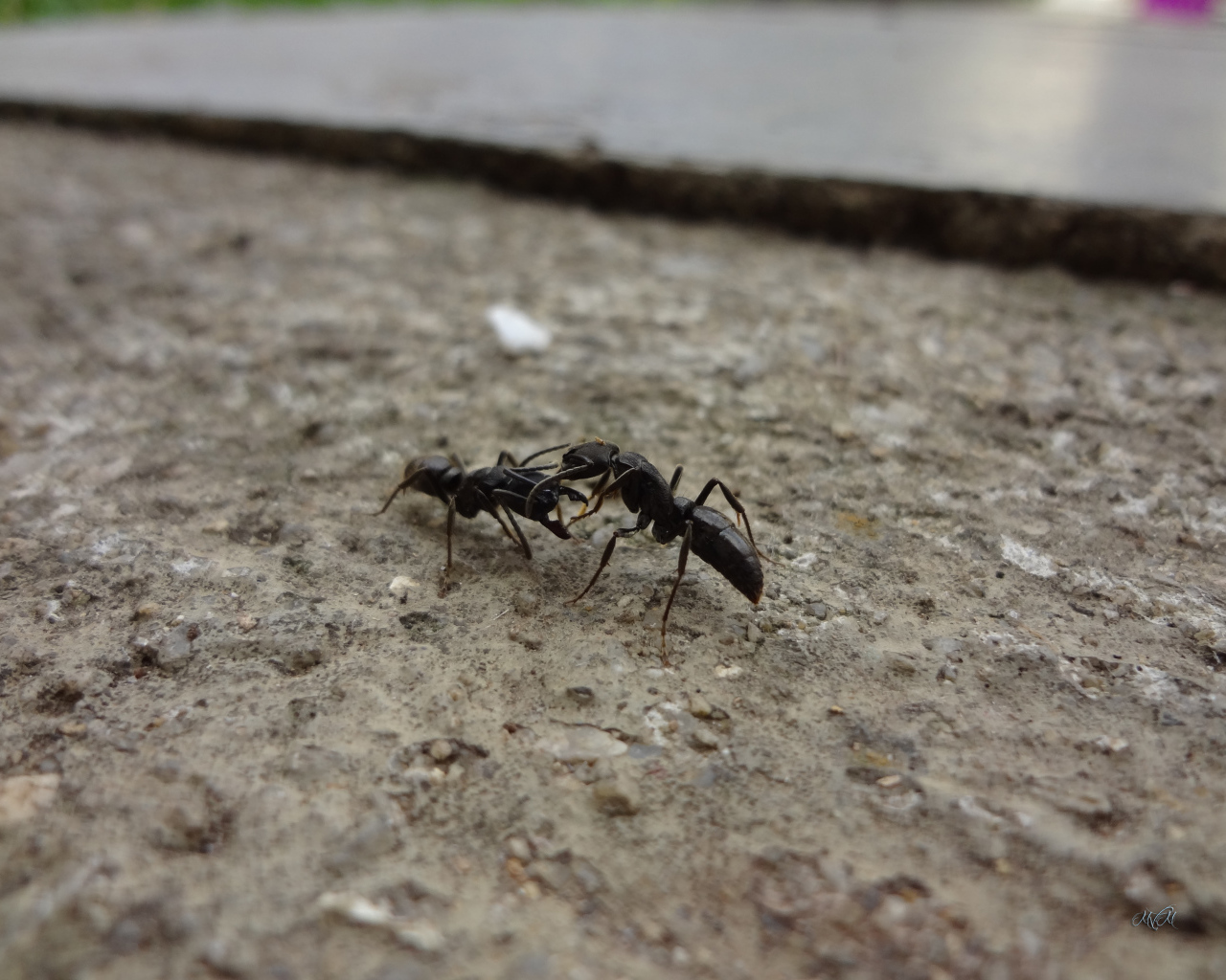 Два черных муравья на земле