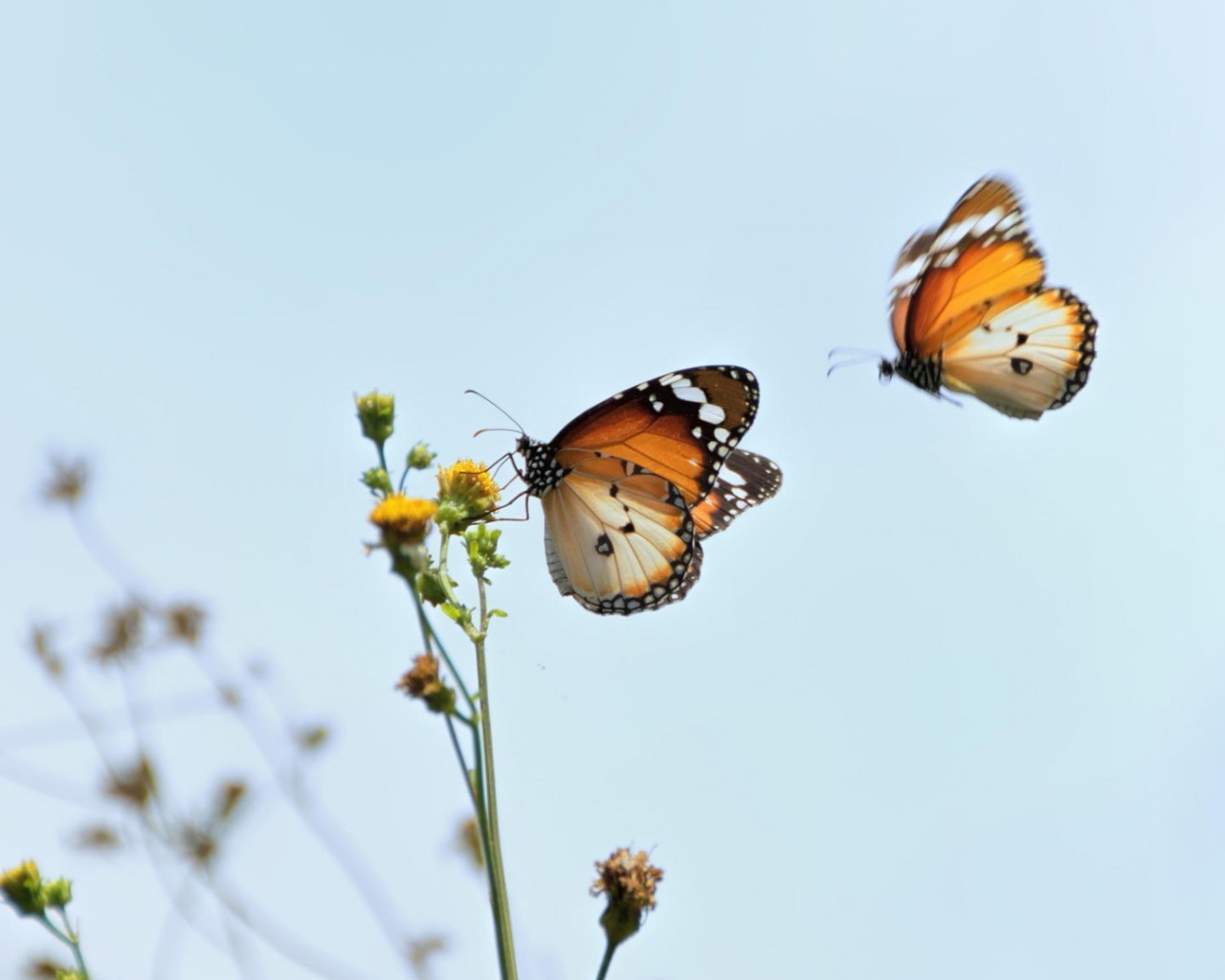 Две бабочки подлетели к цветку