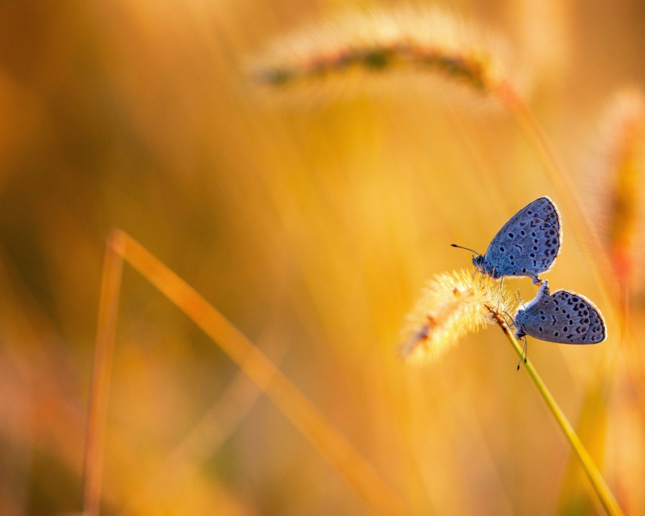 Две бабочки на колоске полевого растения