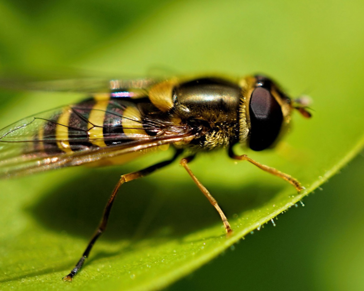 Оса на листе крупным планом