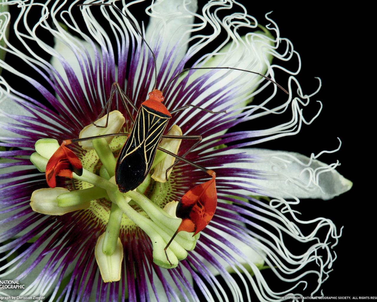 Красивый жук на цветке