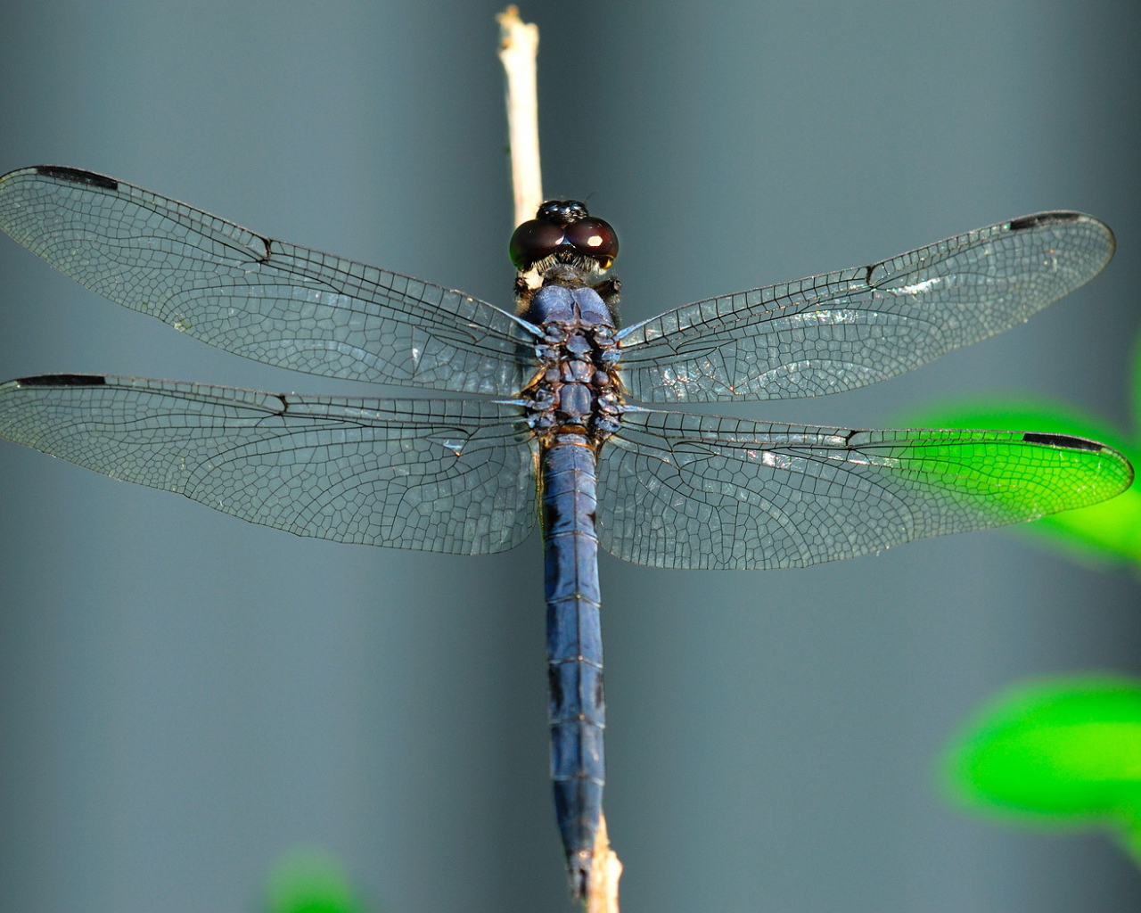 Синяя стрекоза