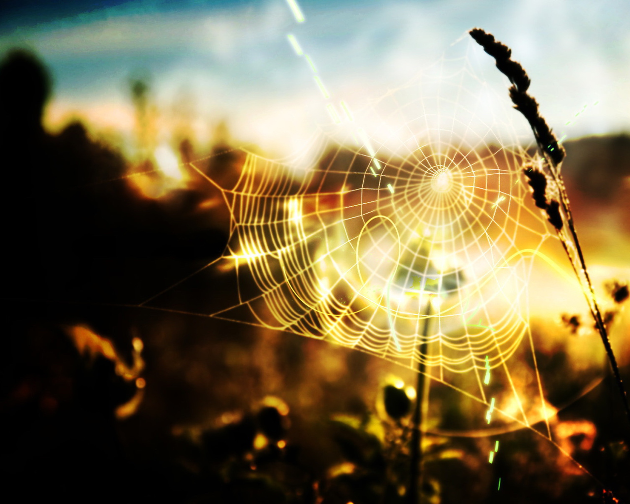 Паутина в солнечных лучах