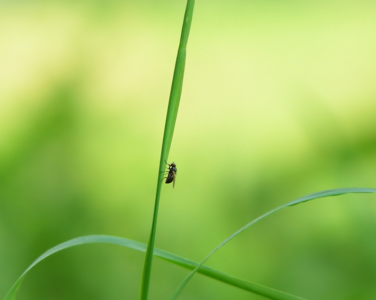 Муха на стебле травы