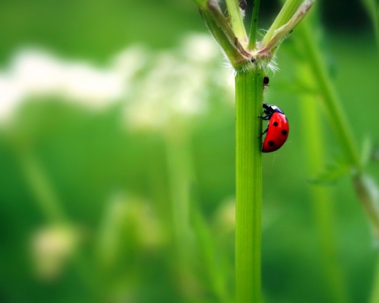 Божья коровка на стебле растения
