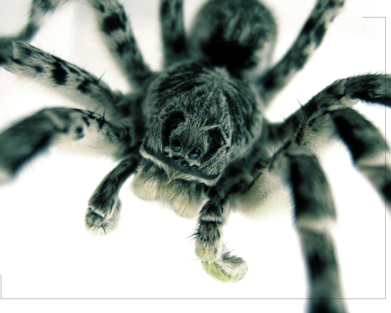 Страшный большой паук