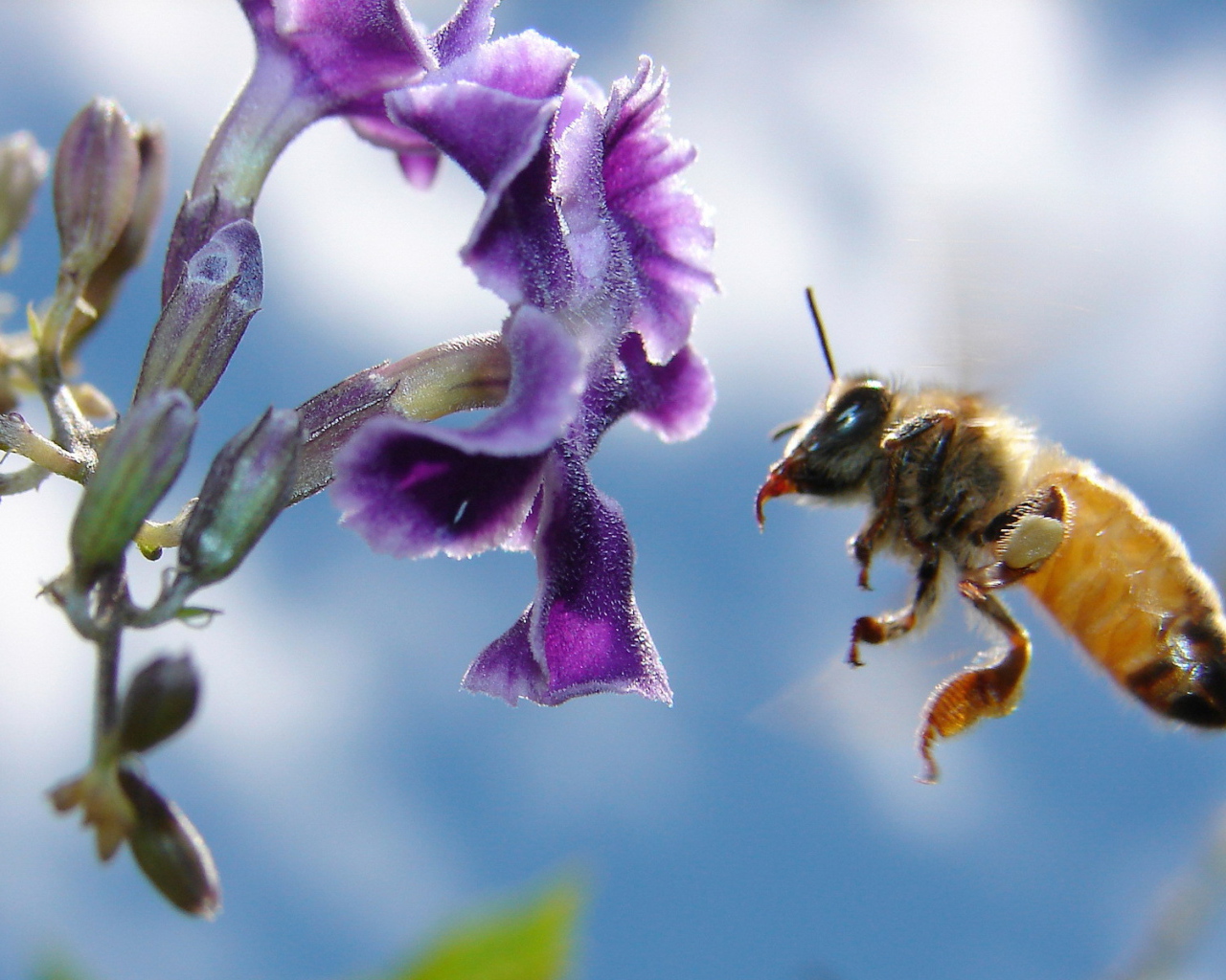 Пчела подлетела к цветку