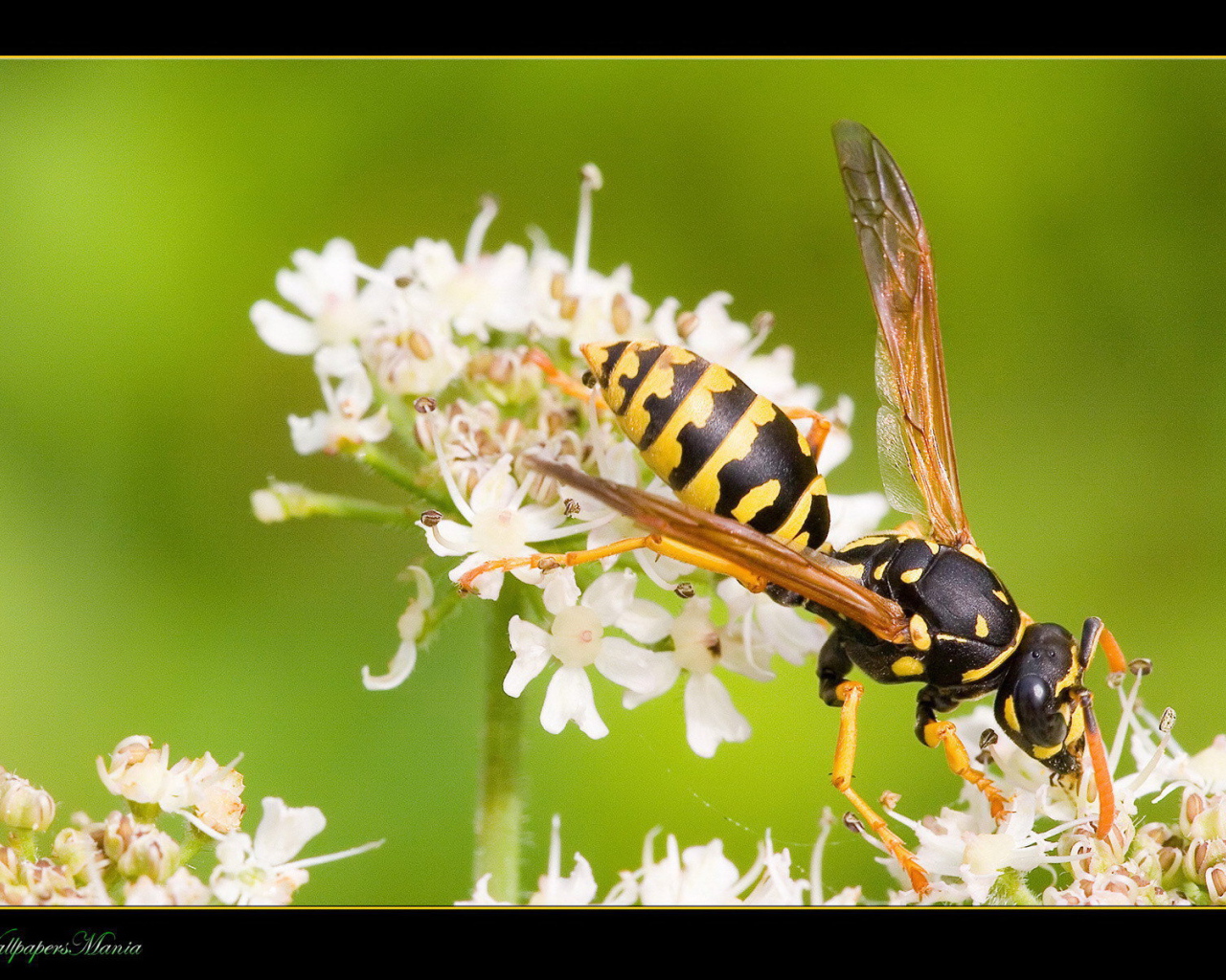 Оса на белом цветке